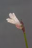 <em>Strumaria prolifera</em>